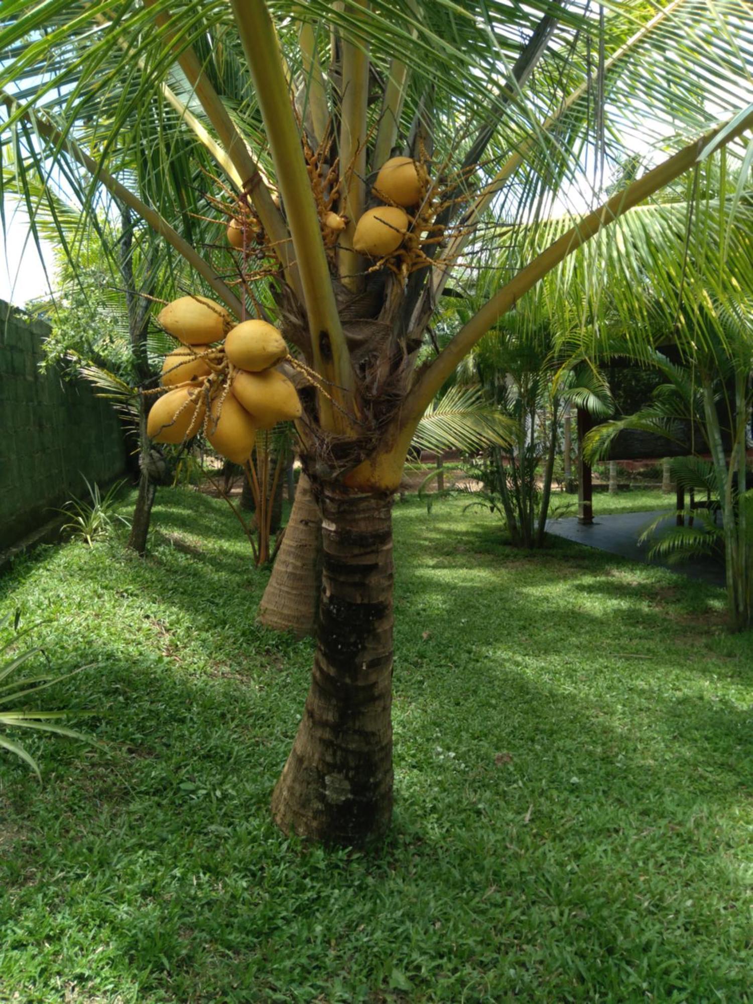 Jasmin Homestay Marakolliya Tangalle Exterior photo